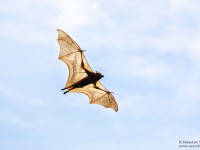 Flying Fox ‒ Wex Photo Contest